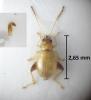 Longitarsus succineus